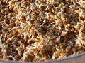 Sprouted Grains