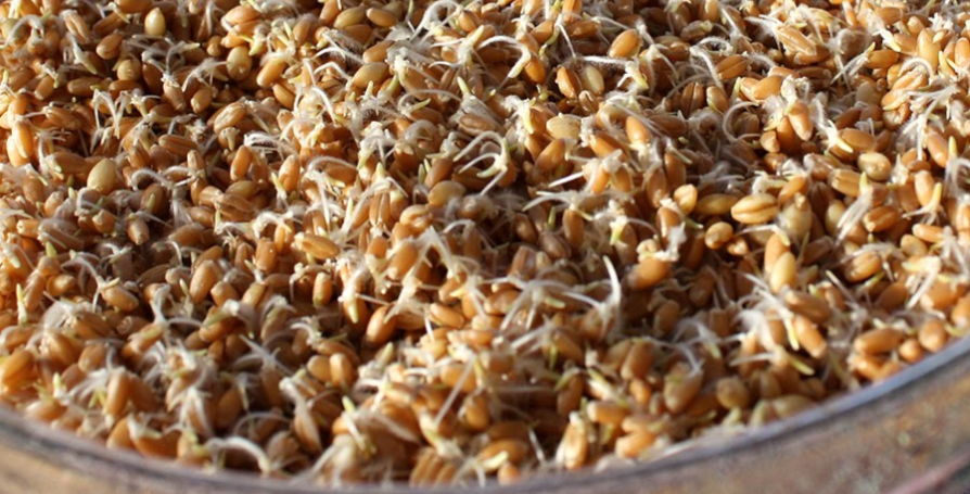 Sprouted Grains